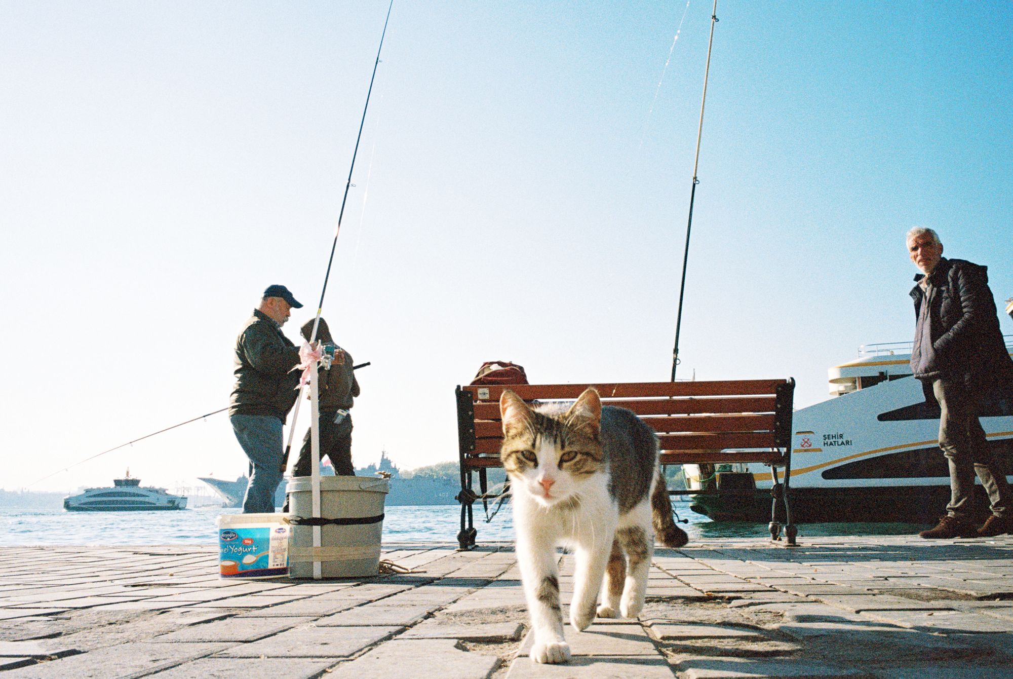 Street cat with fishermen on Istanbul waterfront