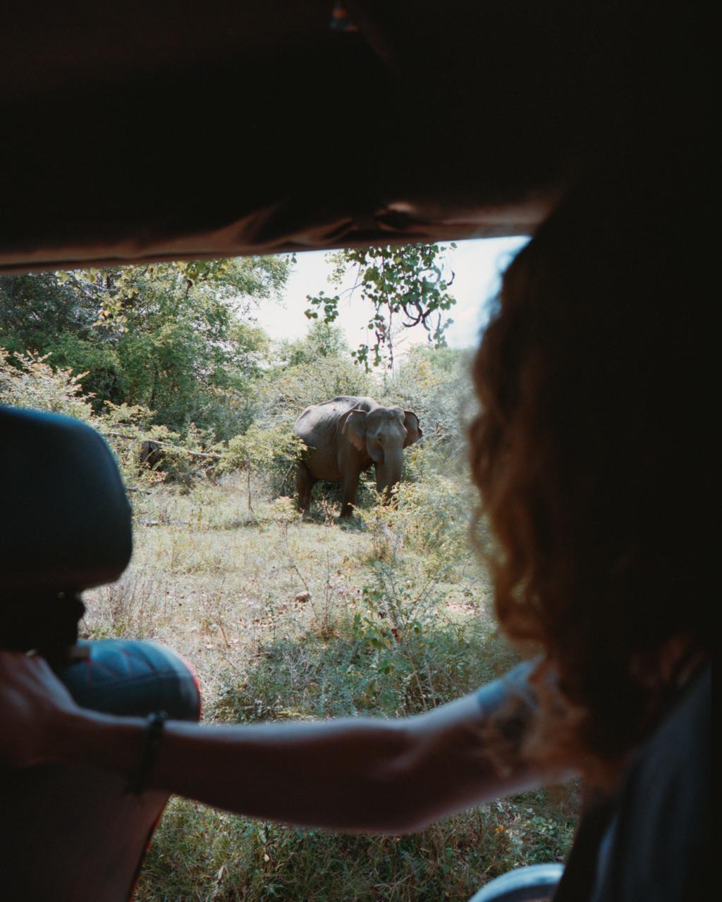 Elephant encounter from tuk-tuk