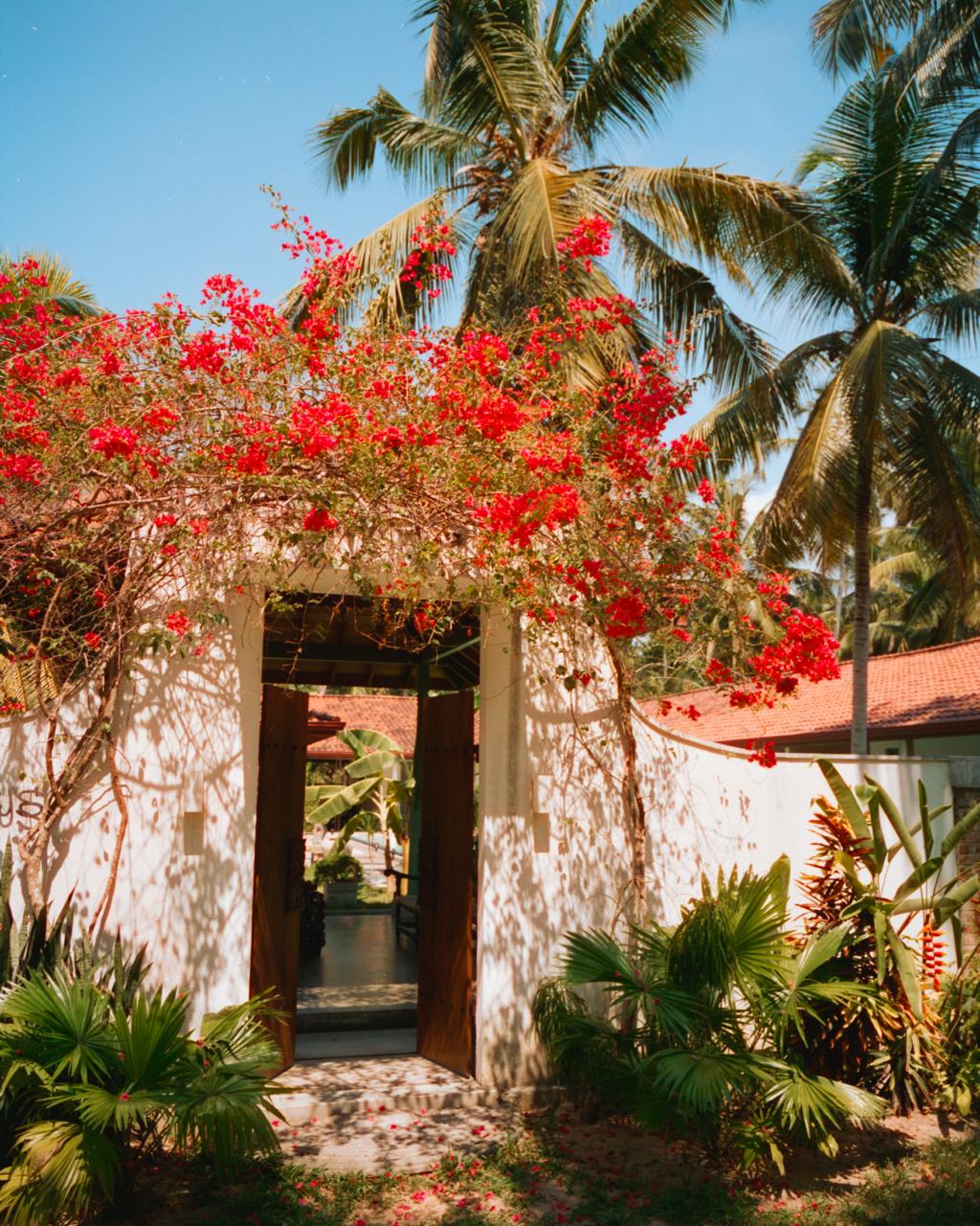 Tropical courtyard with bougainvillea